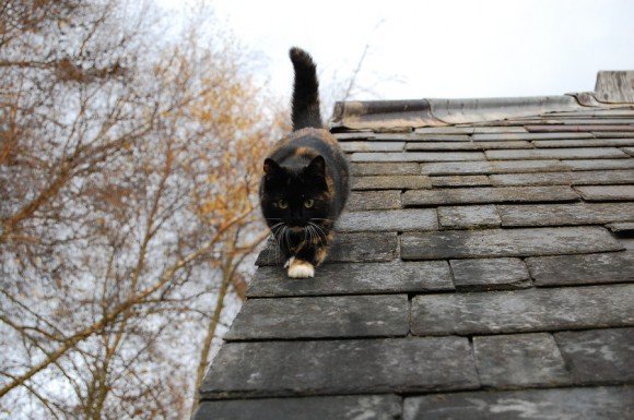 Pisica de pe acoperiș